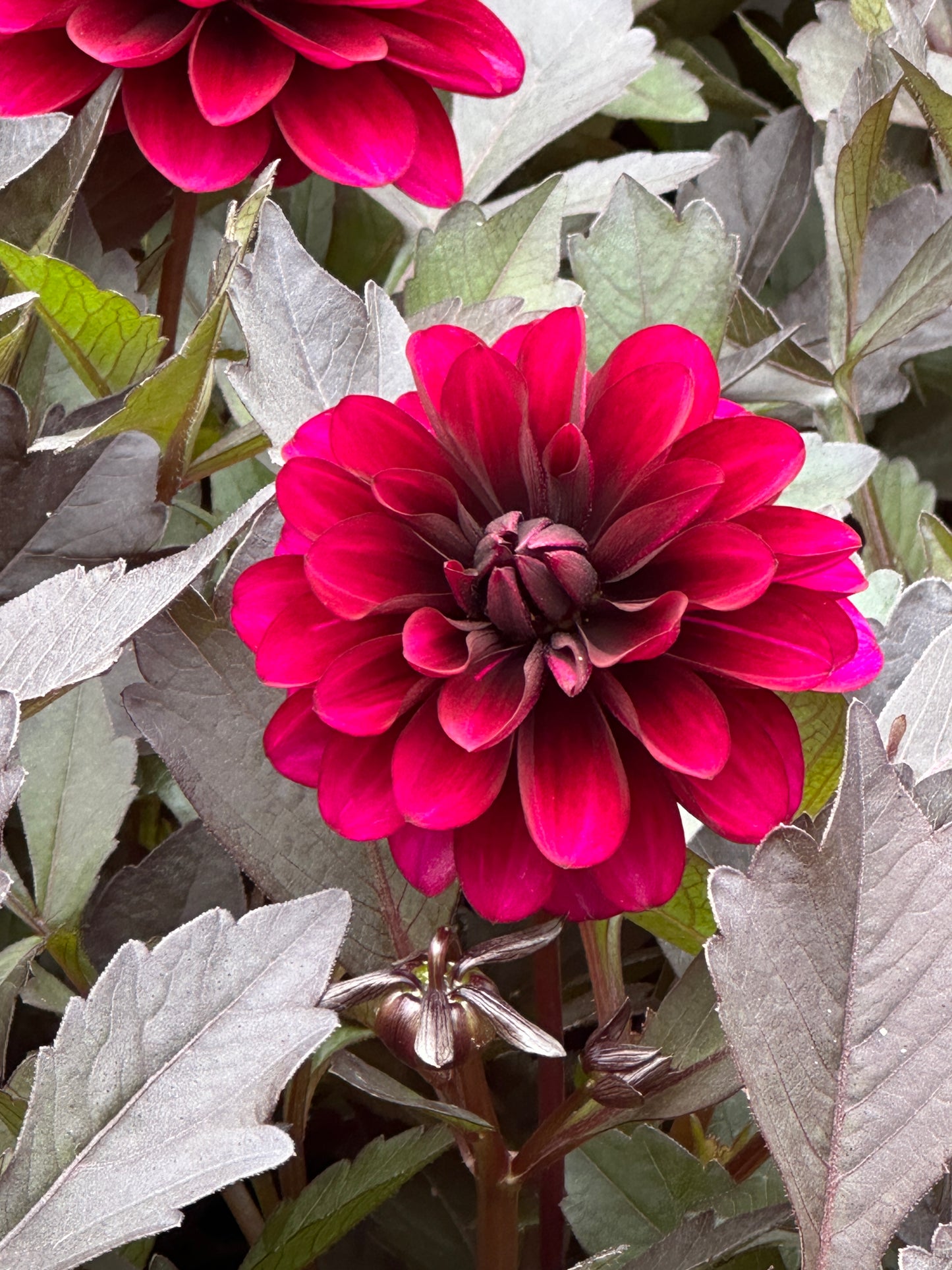 DAHLIA CITY LIGHTS PURPLE - QUART POT