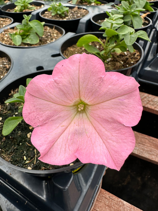PETUNIA SURFINIA HEAVENLY CASHMERE PINK - 4'' POT