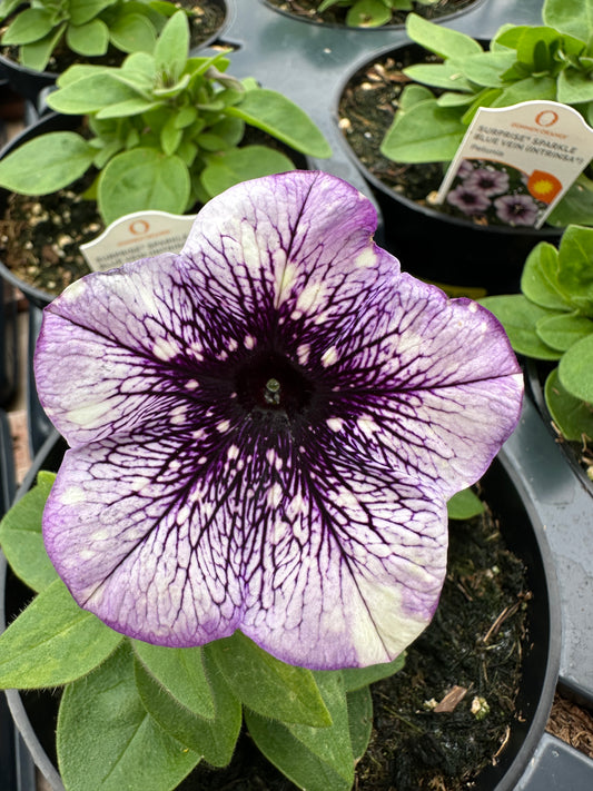 PETUNIA SURPRISE SPARKLE BLUE VEIN - 4'' POT