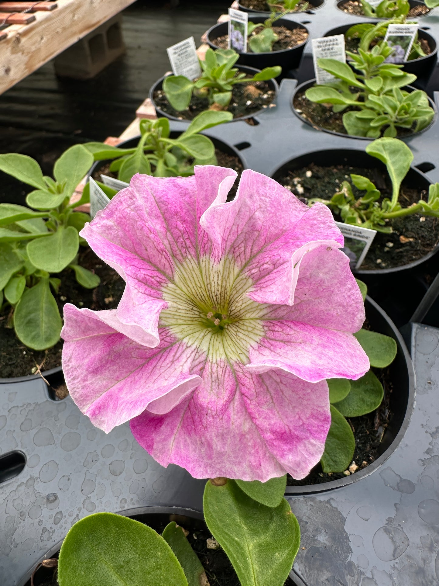 PETUNIA VERANDA BLUSHING BRIDE - 4'' POT