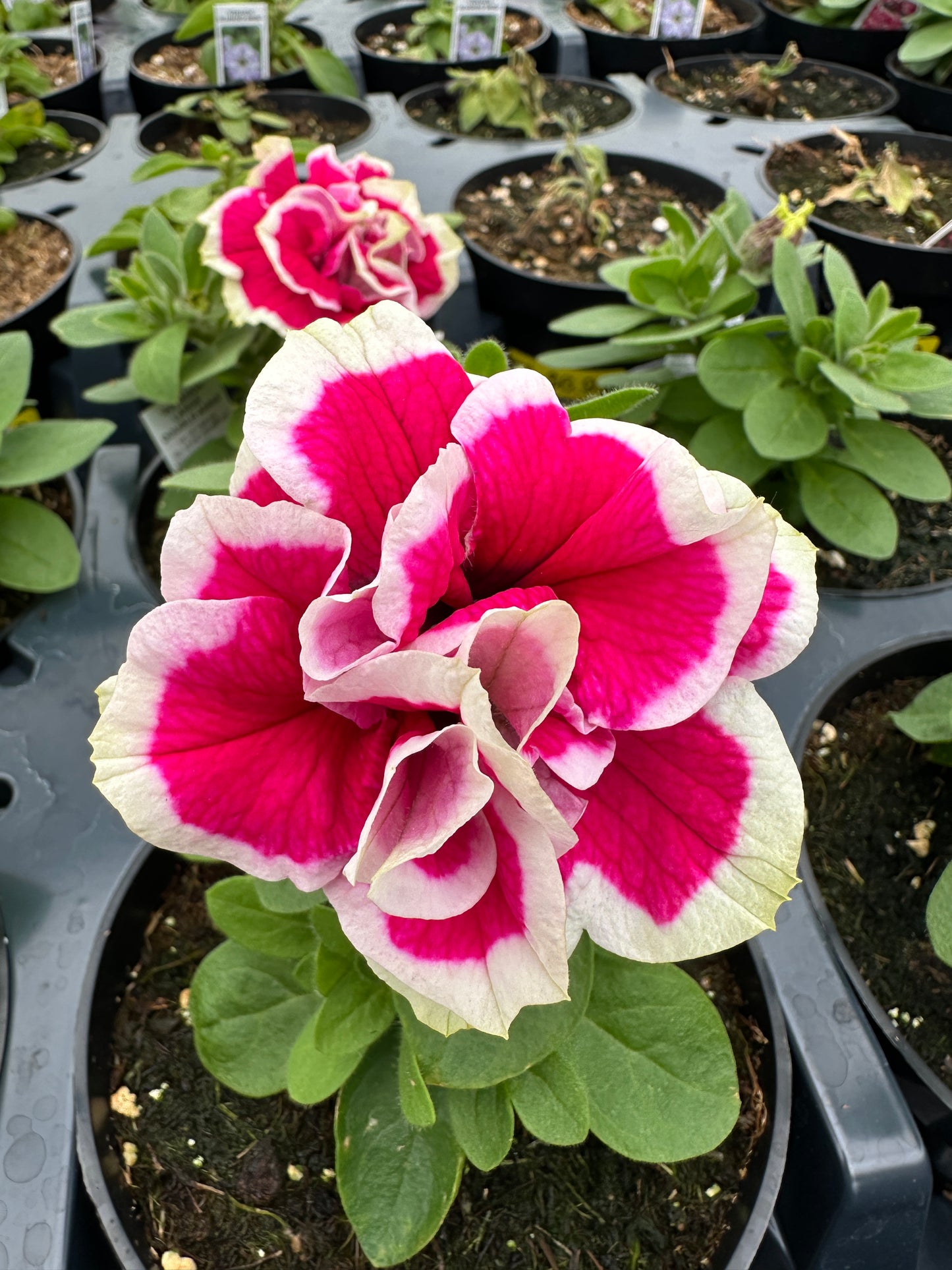 PETUNIA VERANDA DOUBLE ANNA - 4'' POT