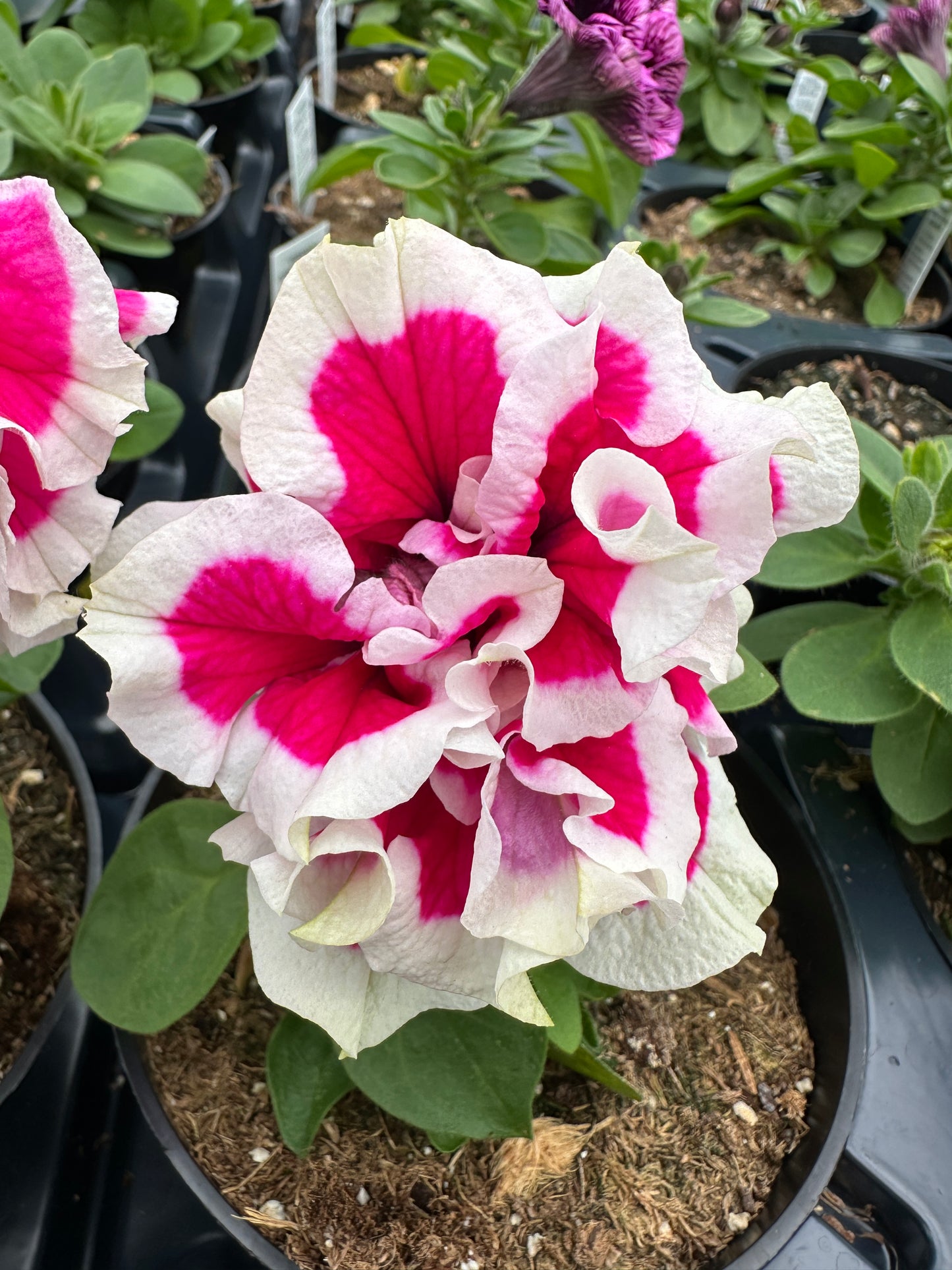 PETUNIA VERANDA DOUBLE ANNA - 4'' POT