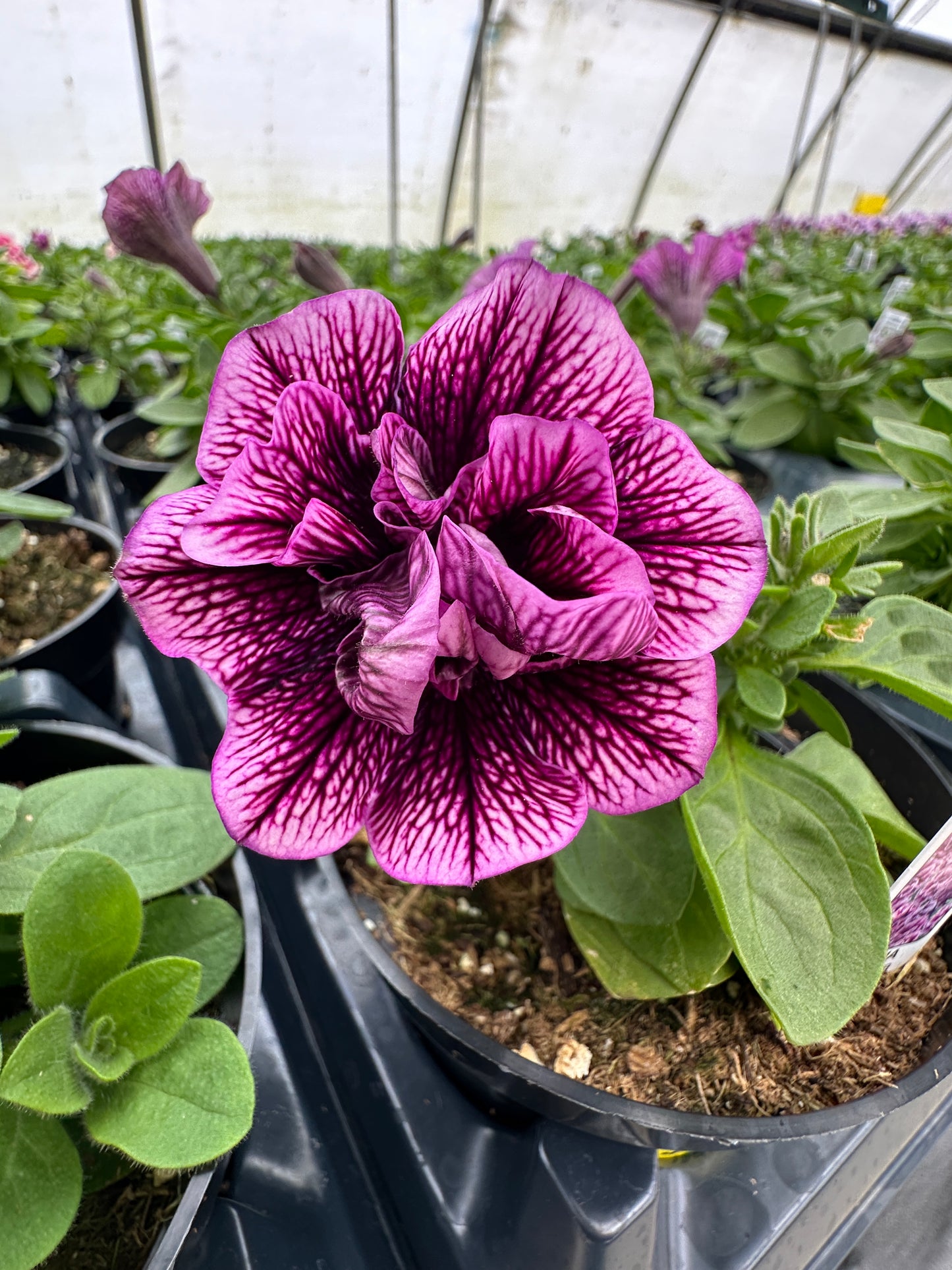 PETUNIA VERANDA DOUBLE SUGAR PLUM - 4'' POT