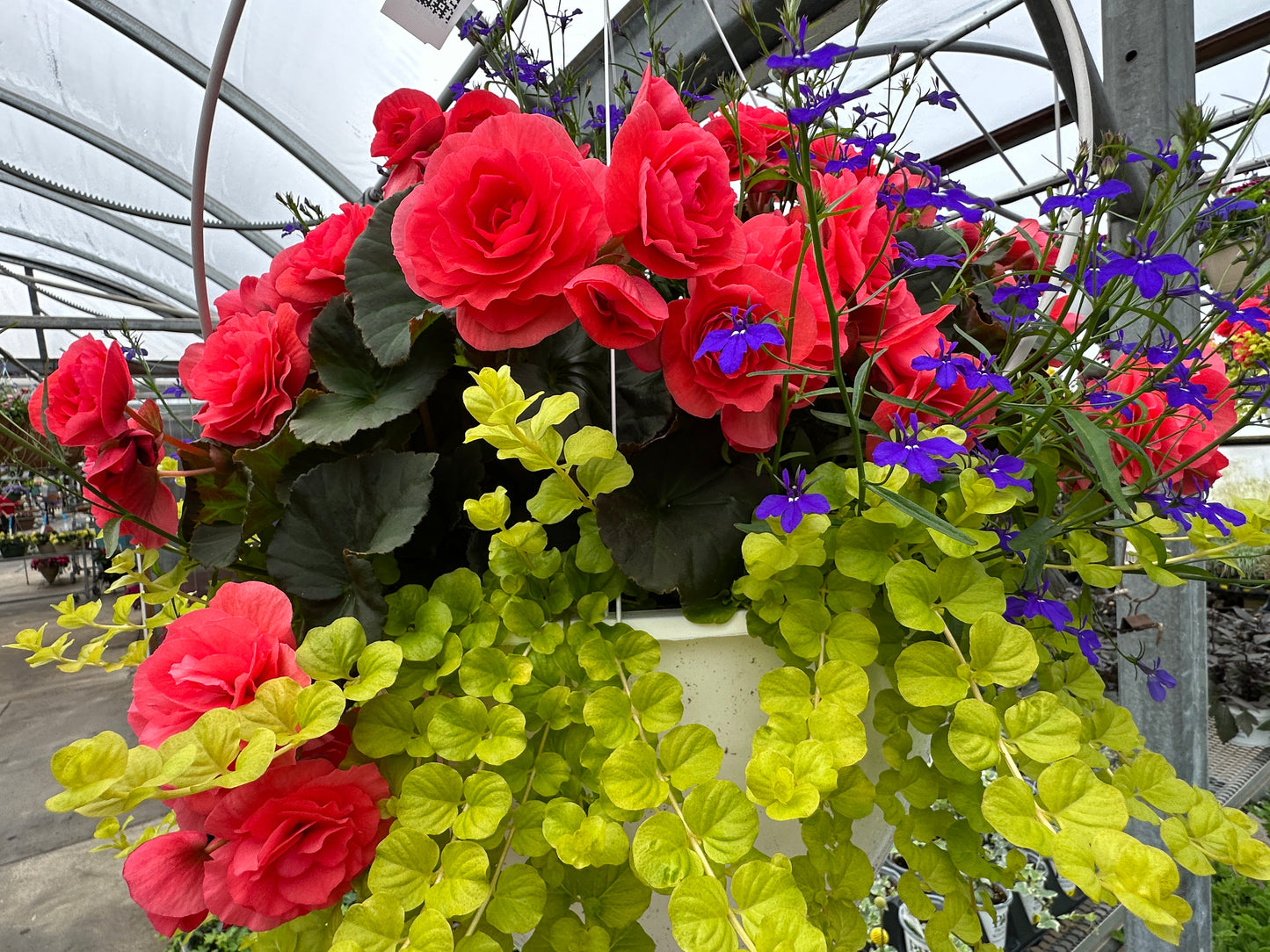BASKET #5 - 14" HANGING BASKET