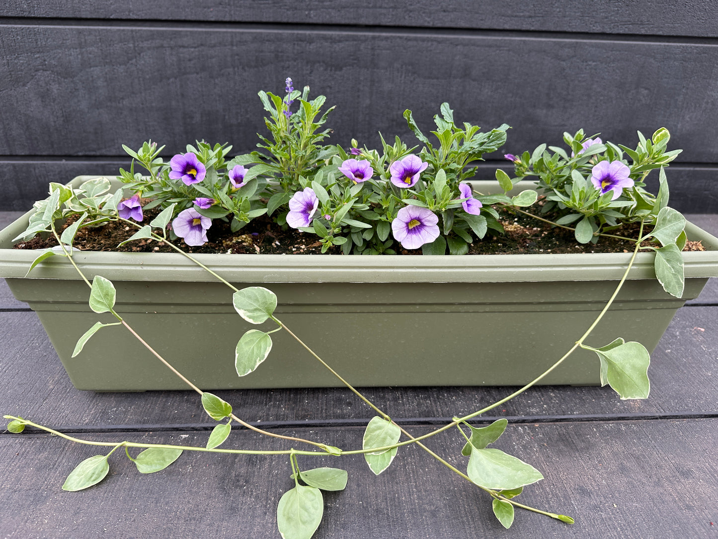 COMBO #37 - 24" WINDOW BOX