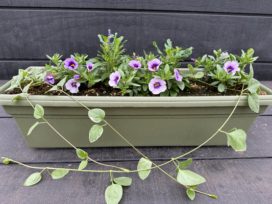 COMBO #37 - 24" WINDOW BOX