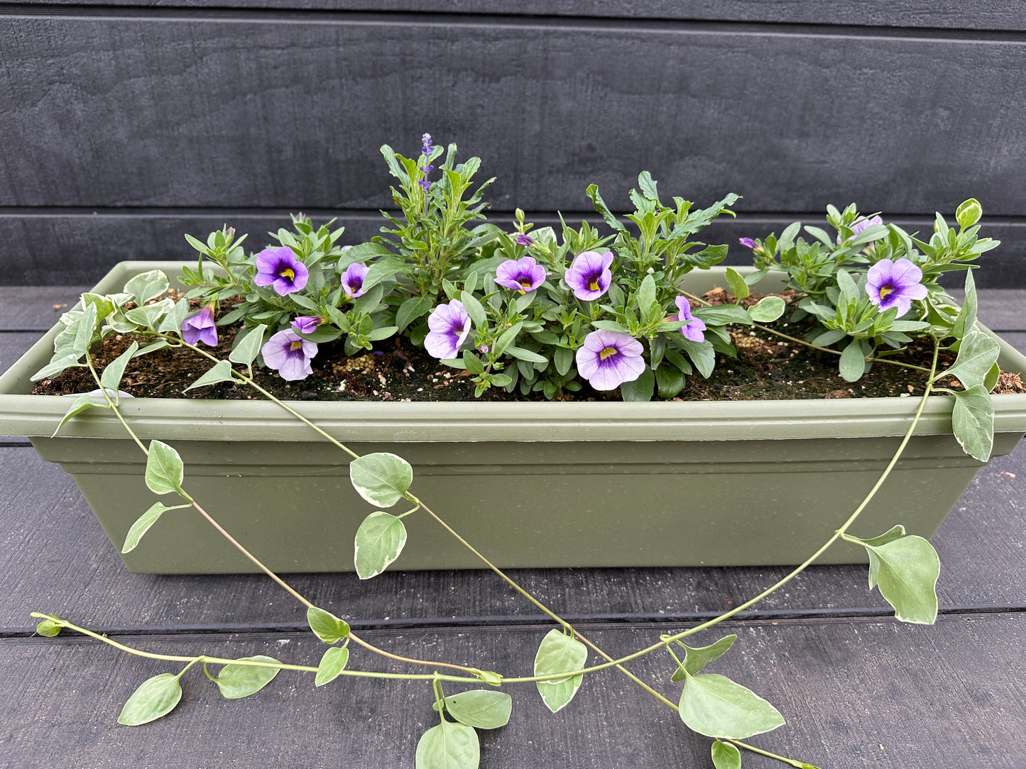 COMBO #37 - 24" WINDOW BOX