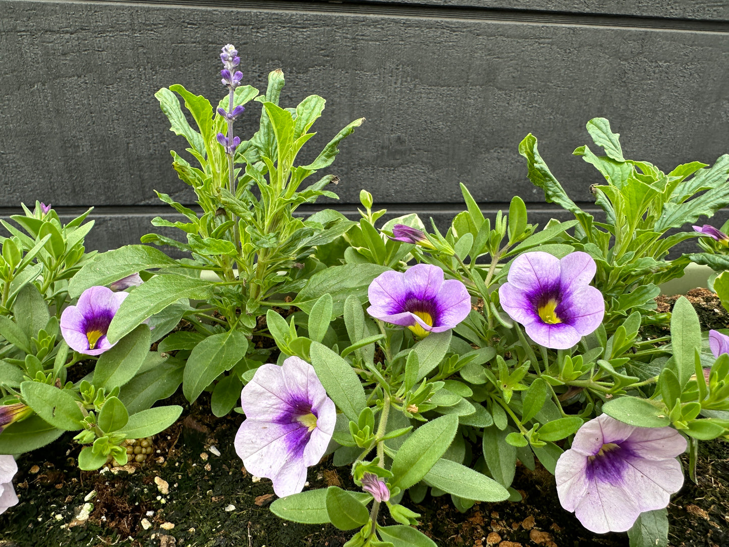 COMBO #37 - 24" WINDOW BOX
