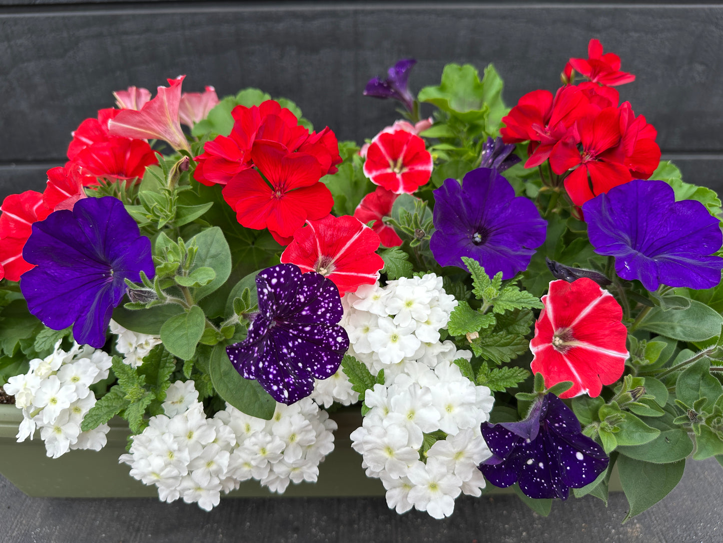 COMBO #8 - 24'' WINDOW BOX