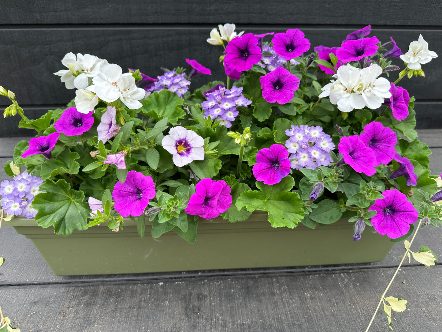 COMBO #35 - 24" WINDOW BOX