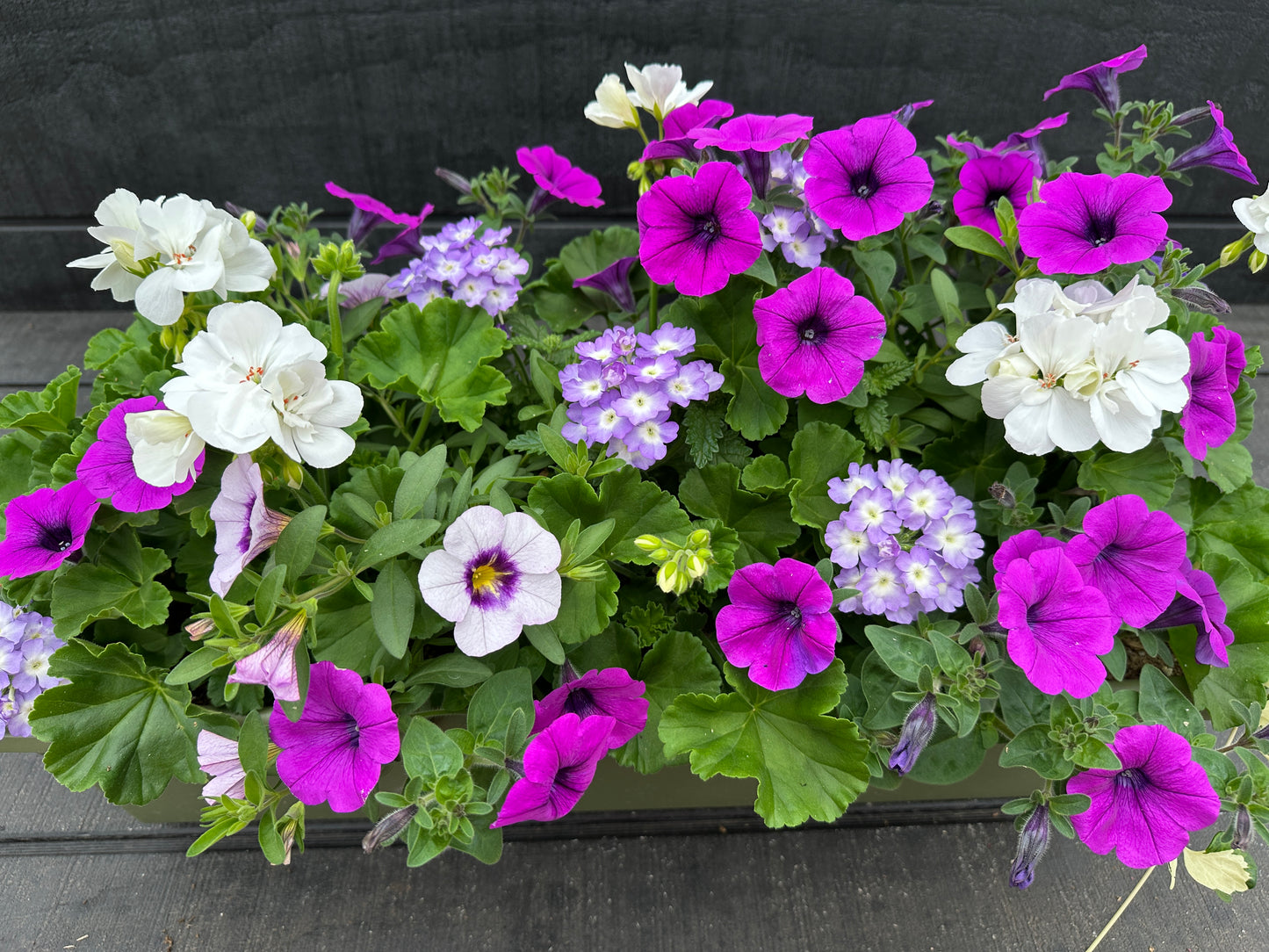 COMBO #35 - 24" WINDOW BOX