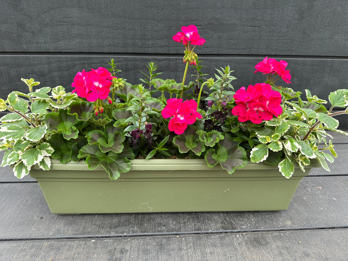 COMBO #29 - 24'' WINDOW BOX