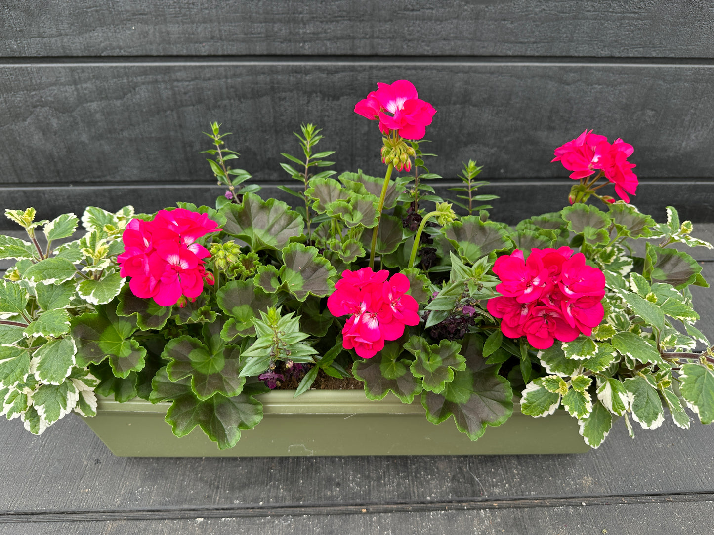 COMBO #29 - 24'' WINDOW BOX