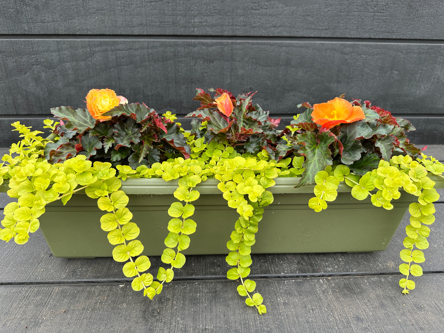 COMBO #27 - 24'' WINDOW BOX
