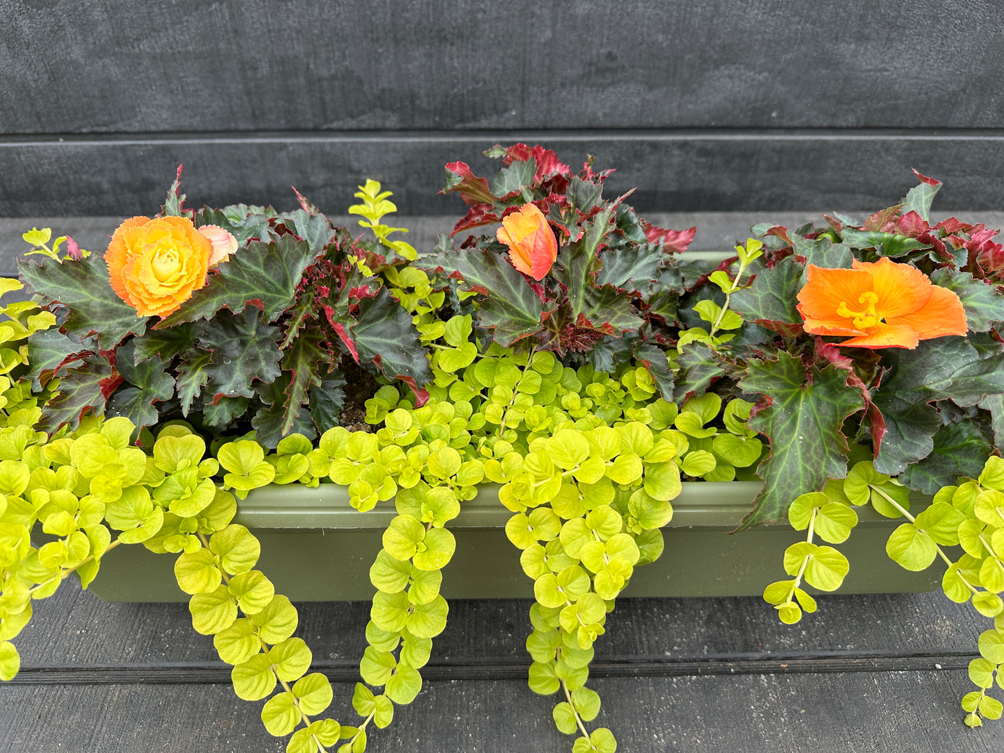 COMBO #27 - 24'' WINDOW BOX
