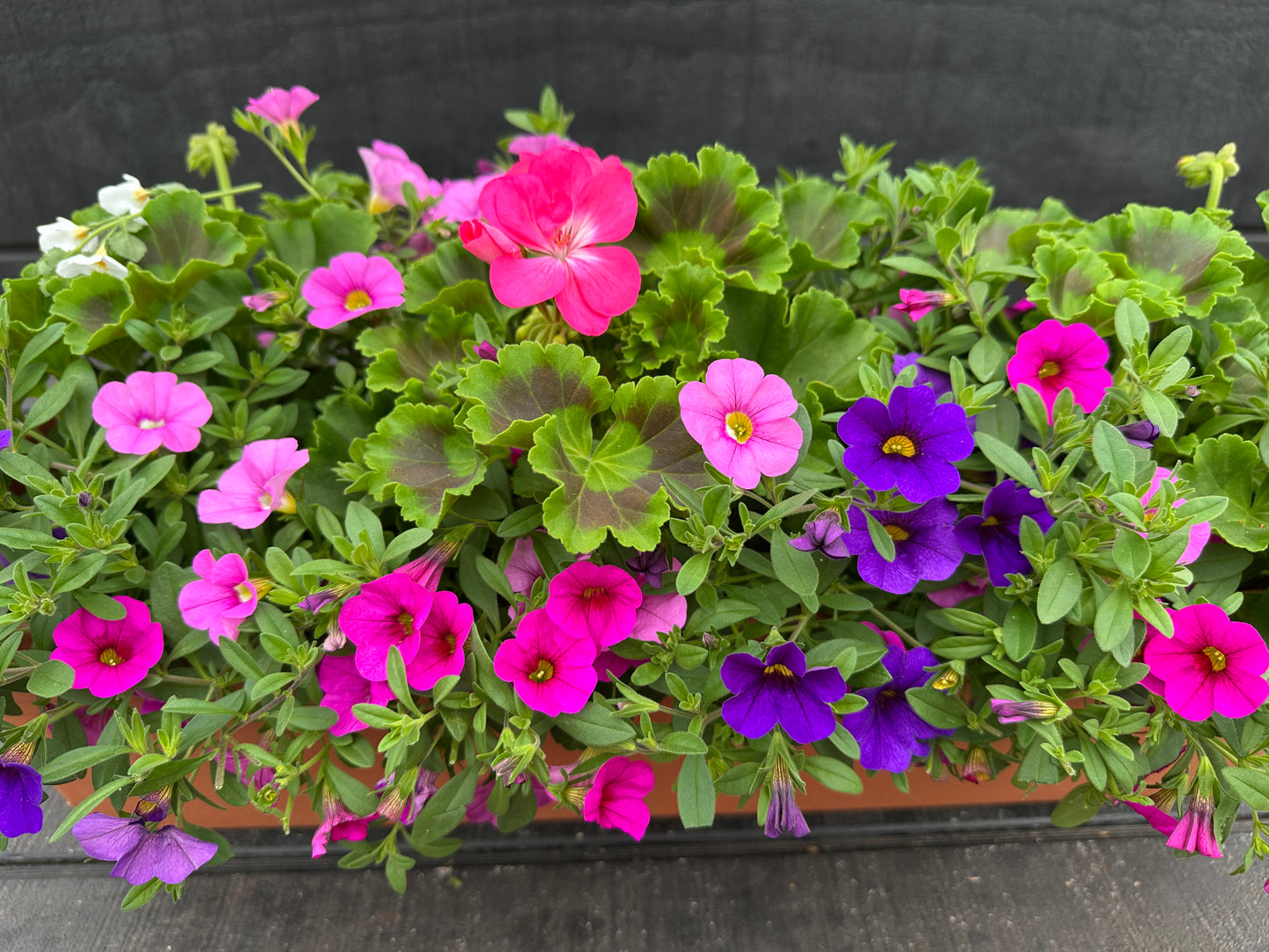 COMBO #18 - 24'' WINDOW BOX