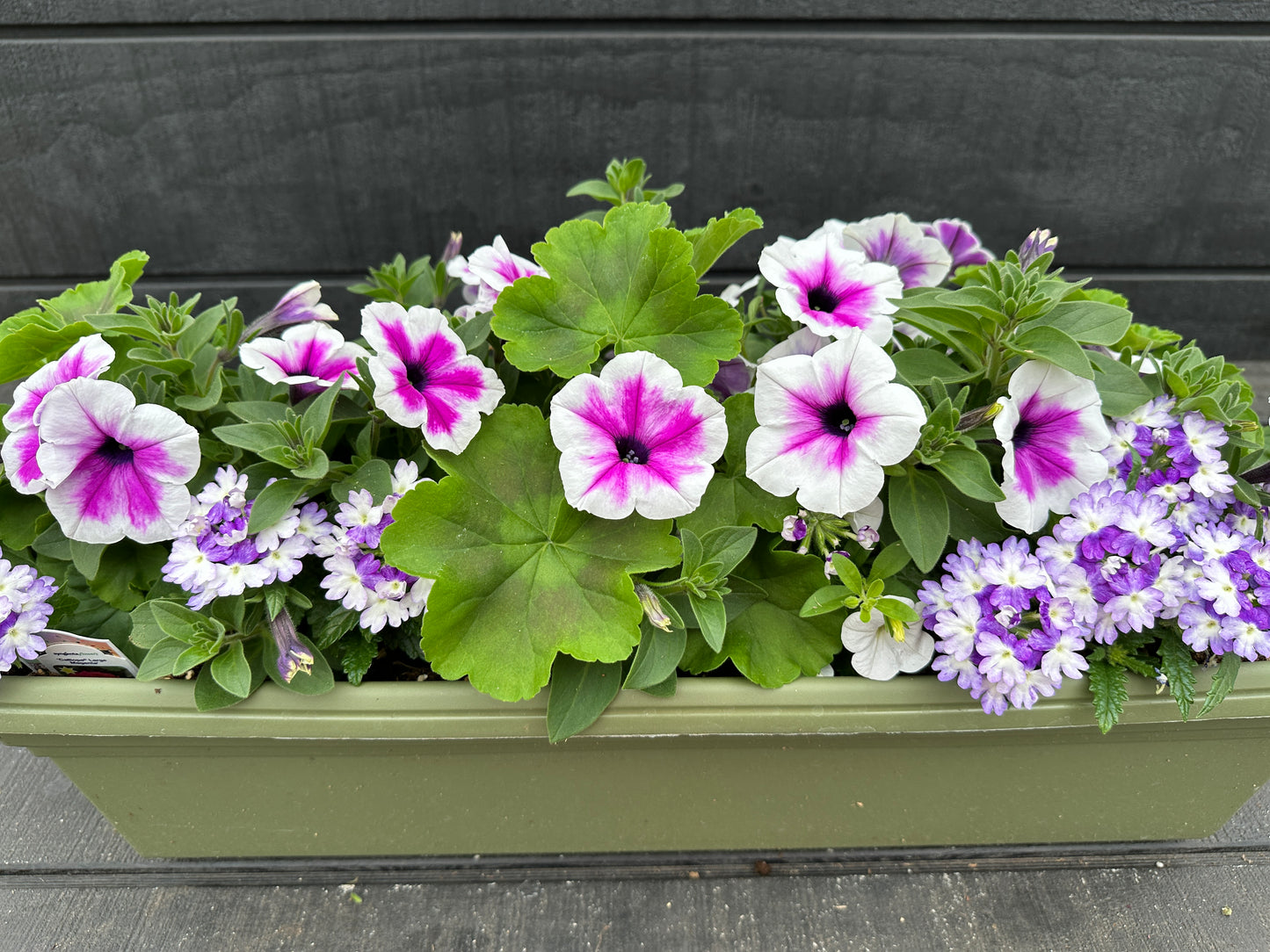 COMBO #10 - 24'' WINDOW BOX