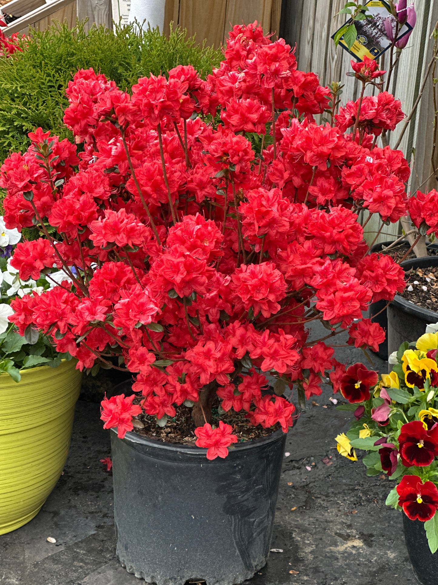AZALEA STEWARTSTONIAN