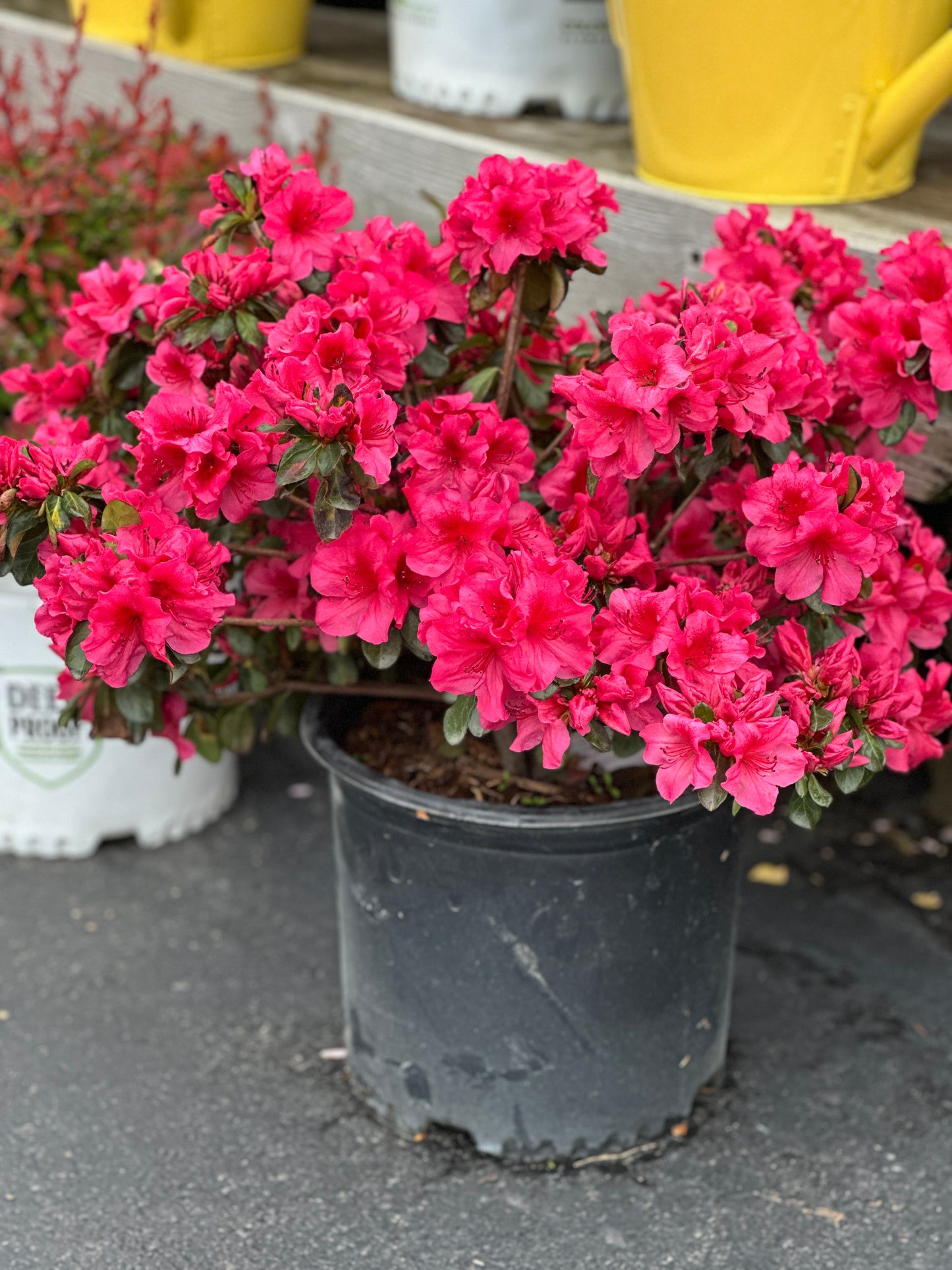 AZALEA GIRARDS CRIMSON