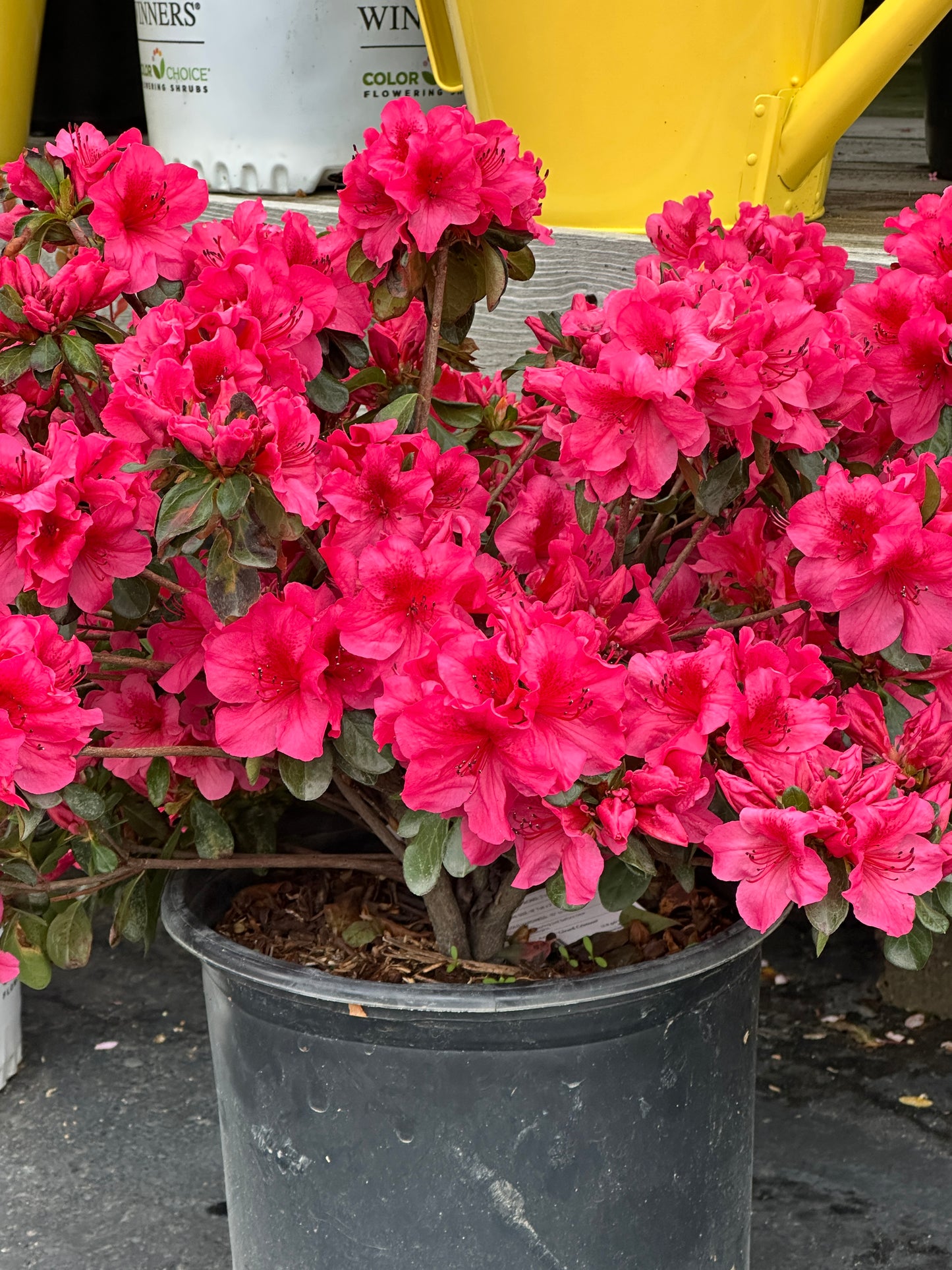 AZALEA GIRARDS CRIMSON
