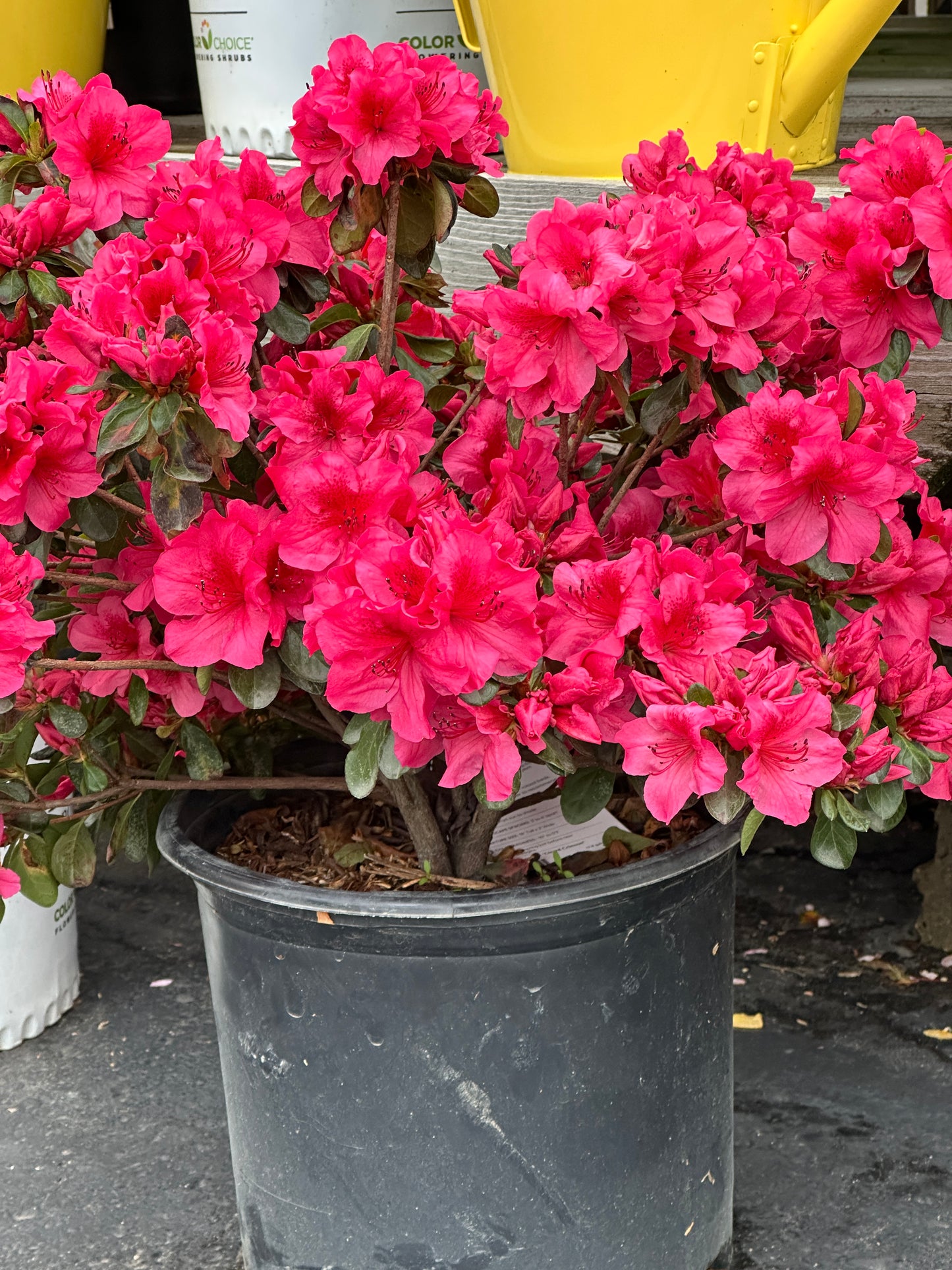 AZALEA GIRARDS CRIMSON
