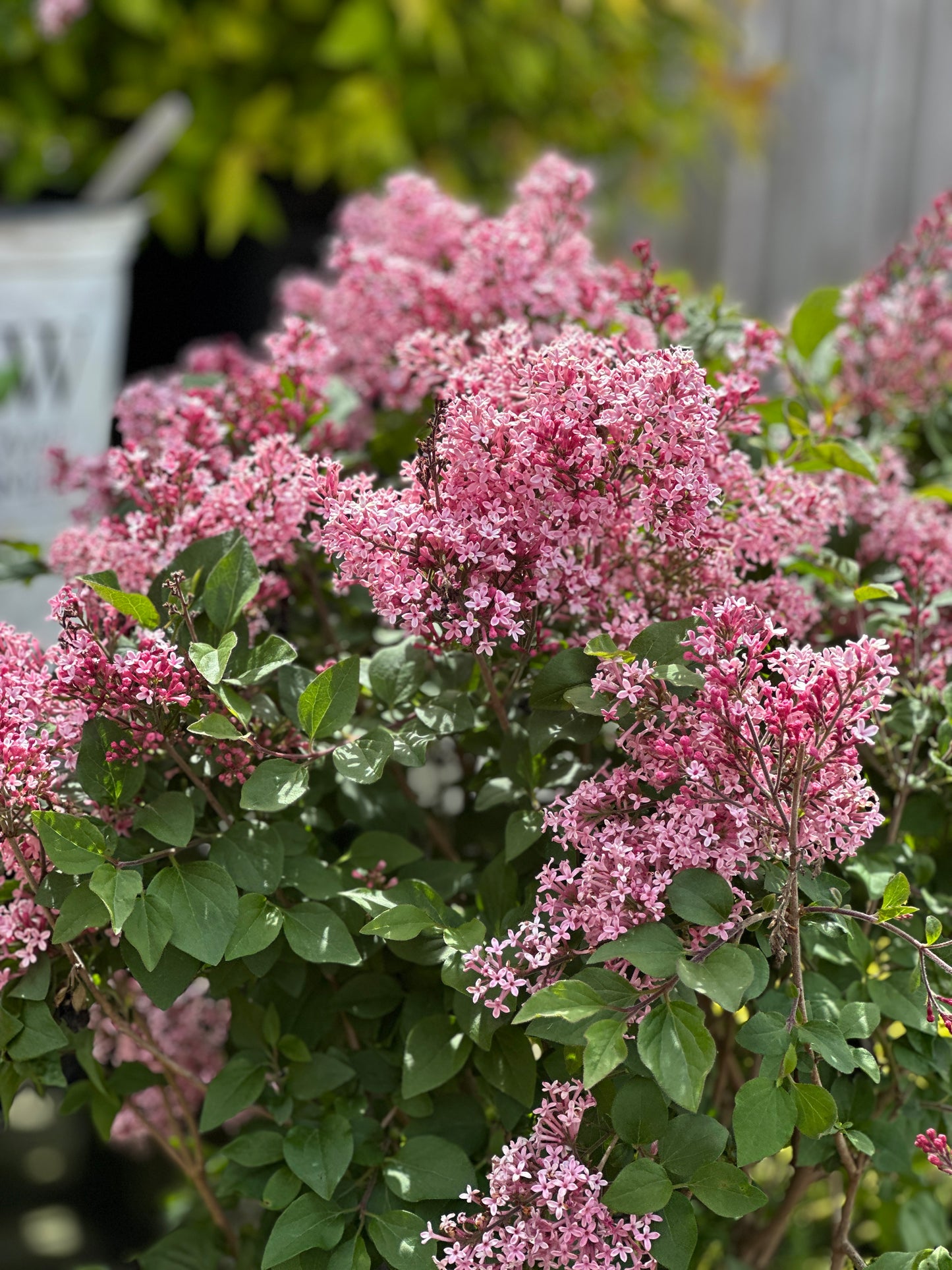 SYRINGA X BLOOMERANG® BALLET