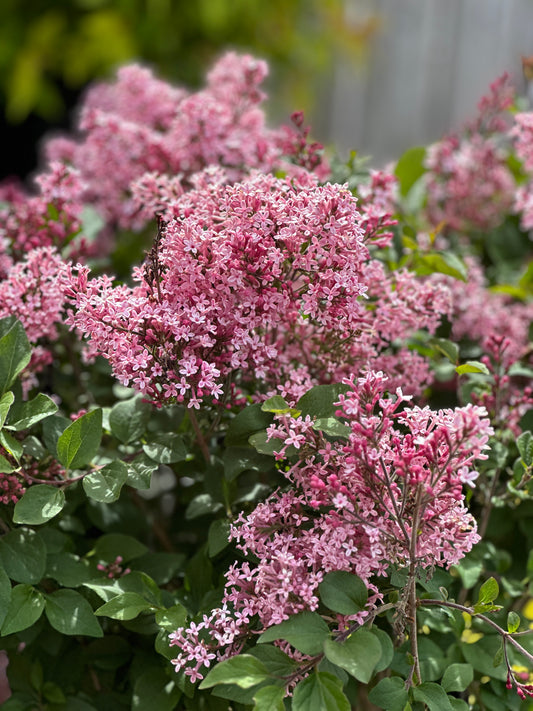 SYRINGA X BLOOMERANG® BALLET