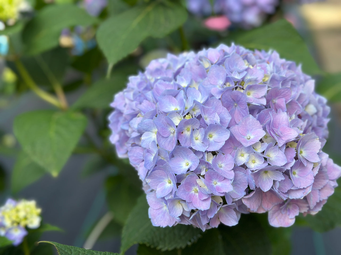 HYDRANGEA 'ENDLESS SUMMER'®