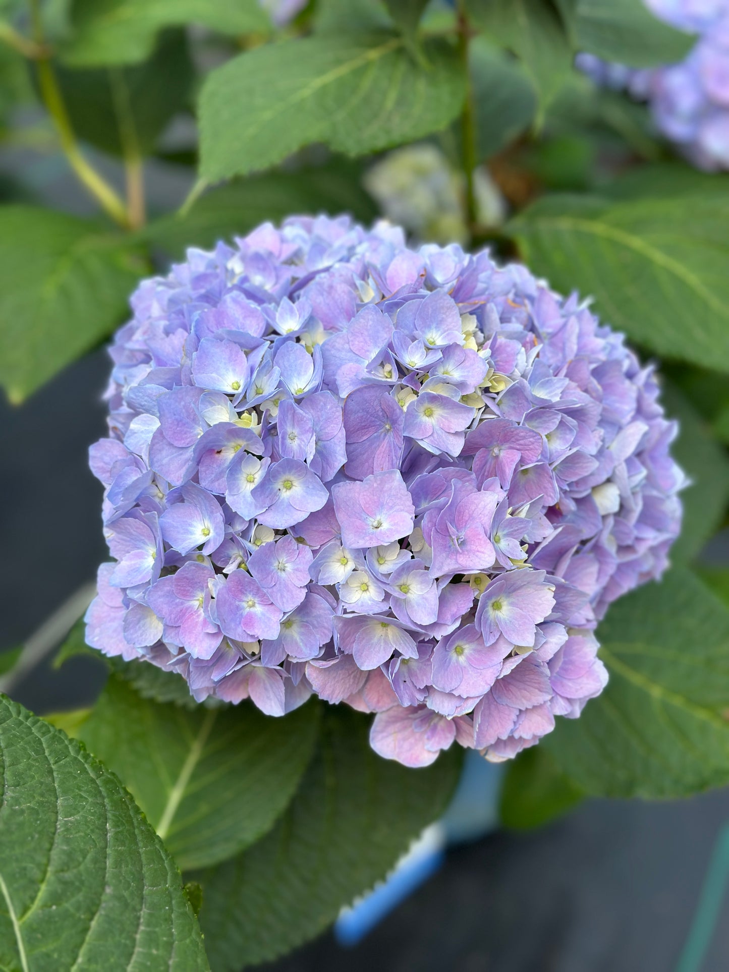 HYDRANGEA 'ENDLESS SUMMER'®