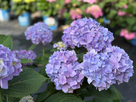 HYDRANGEA 'ENDLESS SUMMER'®