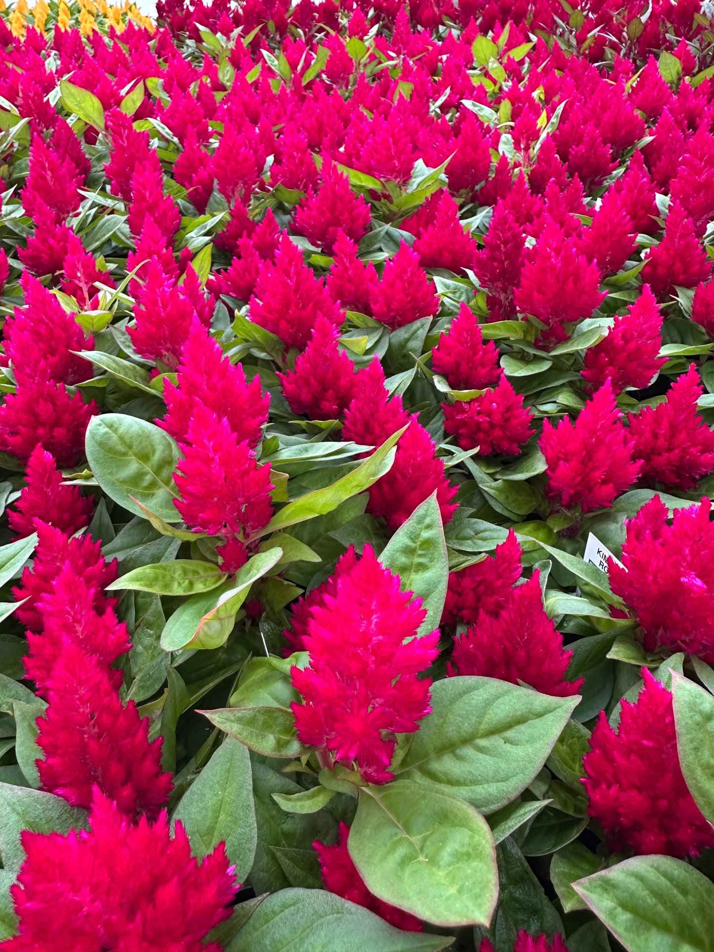 CELOSIA KIMONO ROSE - FLAT OF 48 PLANTS