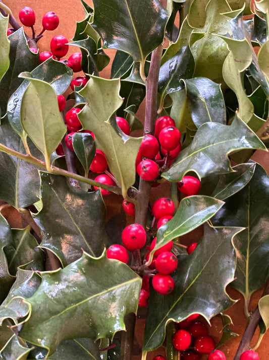 Green Holly Bundled Sleeved (Xmas)