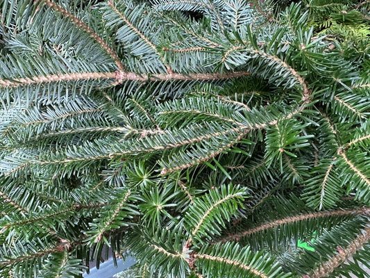 Fraser Fir/Cedar Garland 25'