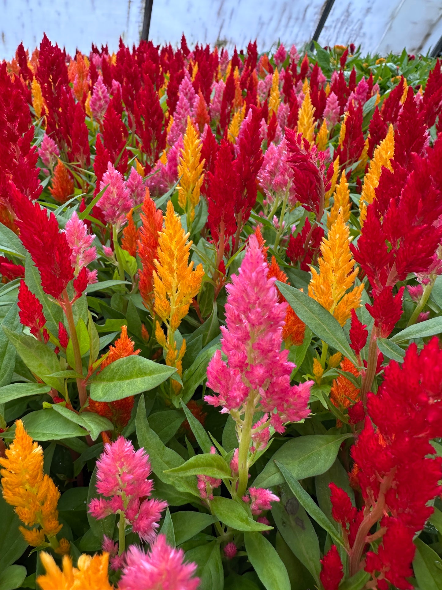 CELOSIA GLORIOUS MIX - FLAT OF 48 PLANTS