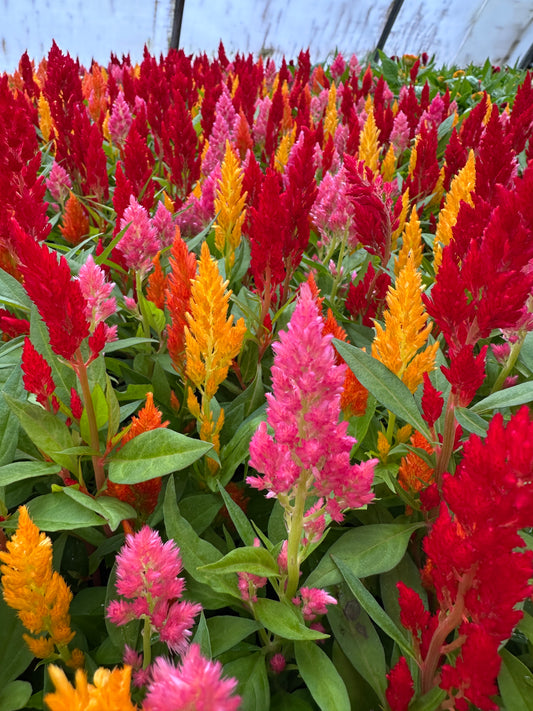 CELOSIA GLORIOUS MIX - FLAT OF 48 PLANTS