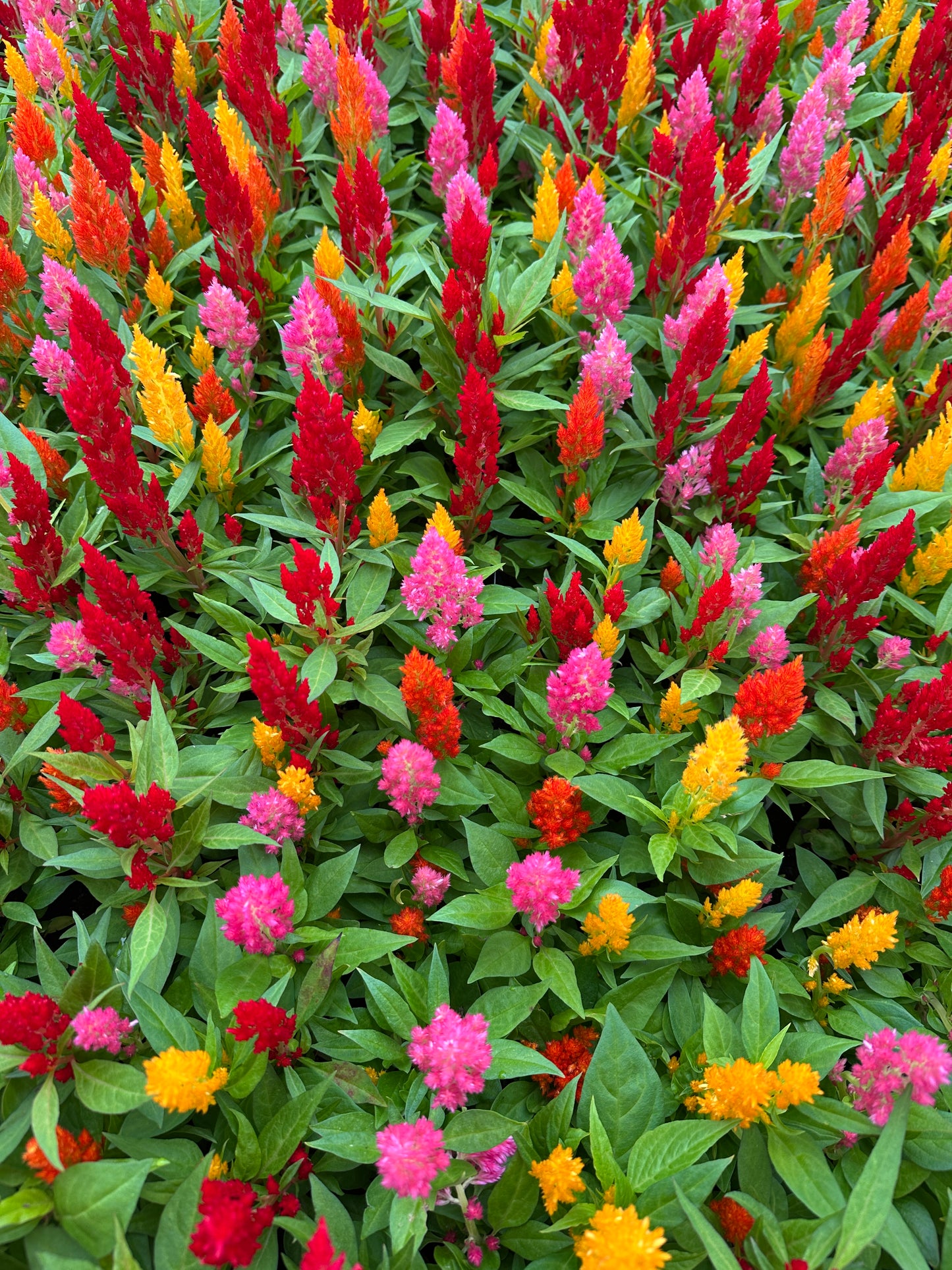 CELOSIA GLORIOUS MIX - FLAT OF 48 PLANTS