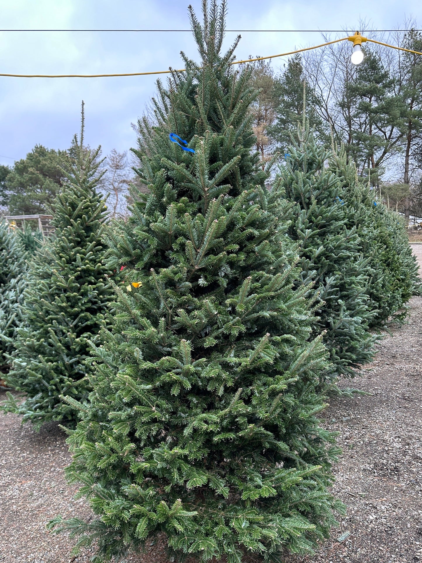 Fraser Fir 6' Christmas Tree