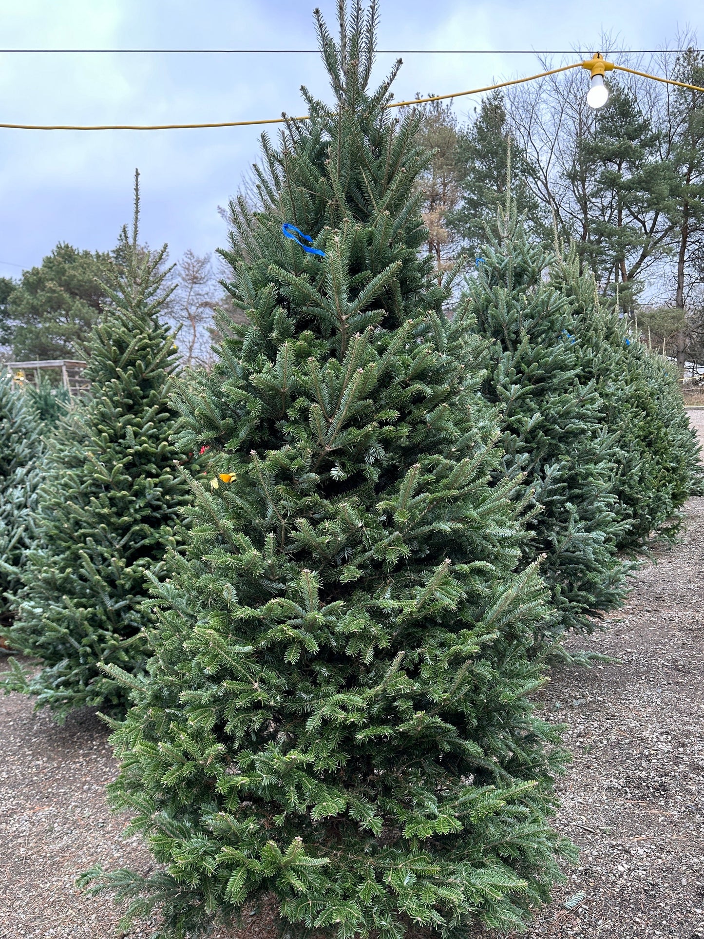 Fraser Fir 8' Christmas Tree