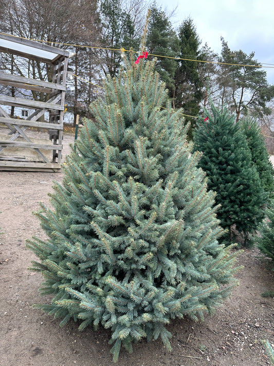 Blue Spruce 6' Christmas Tree