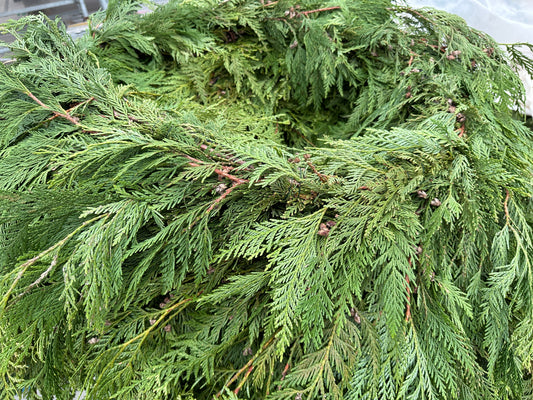 25' Western Cedar Garland