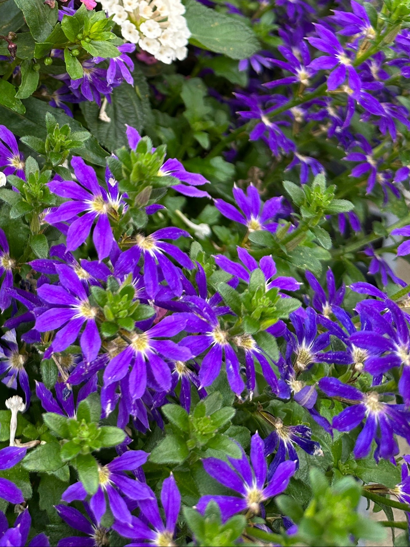 SCAEVOLA SURDIVA BLUE - 4'' POT
