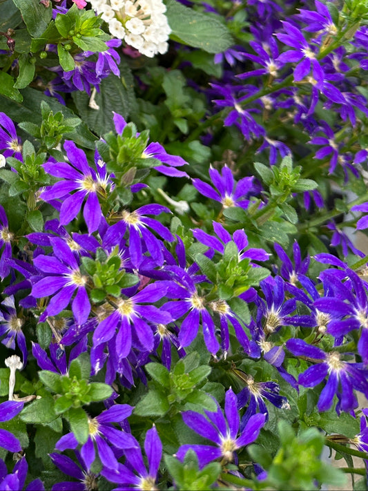 SCAEVOLA SURDIVA BLUE - 4'' POT