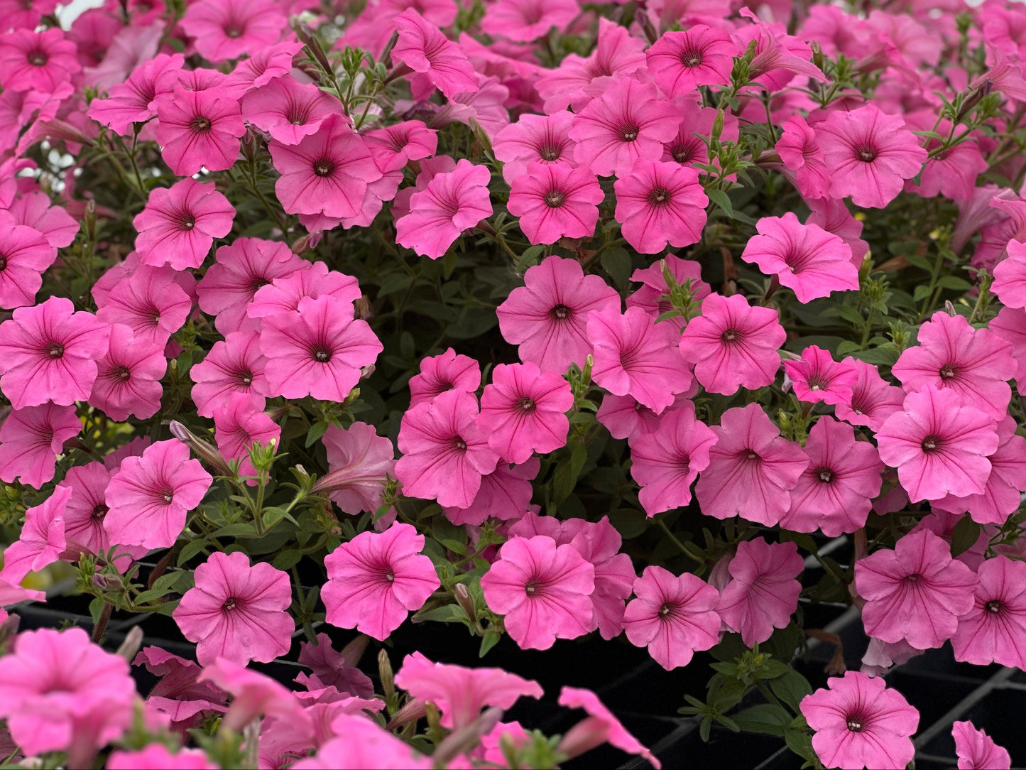 PETUNIA SUPERTUNIA BUBBLE GUM - QUART POT