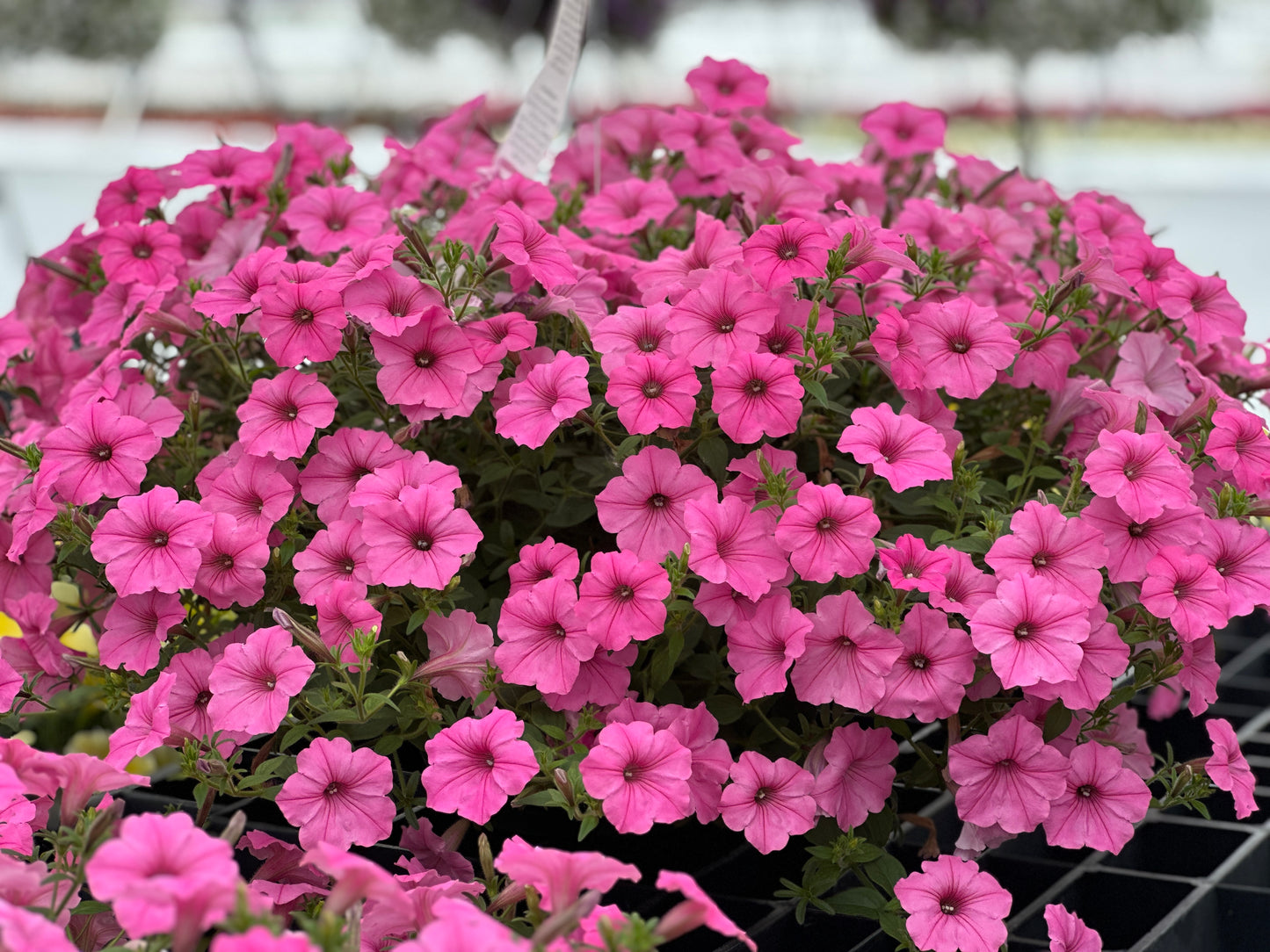 PETUNIA SUPERTUNIA BUBBLE GUM - 10'' HANGING BASKET