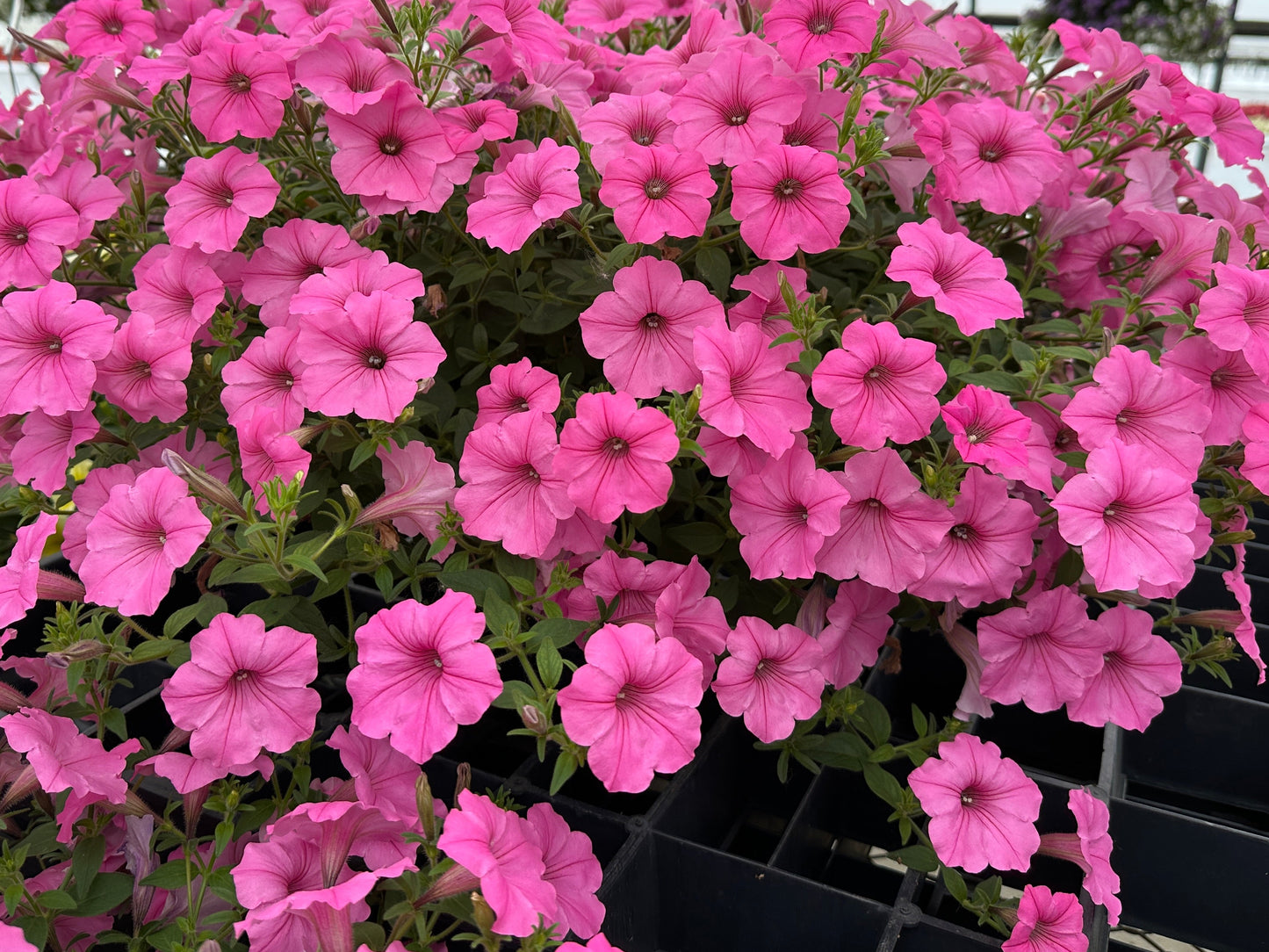 PETUNIA SUPERTUNIA BUBBLE GUM - QUART POT