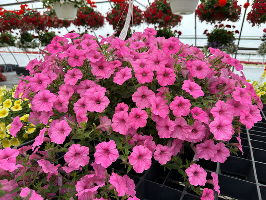 PETUNIA SUPERTUNIA BUBBLE GUM - 10'' HANGING BASKET