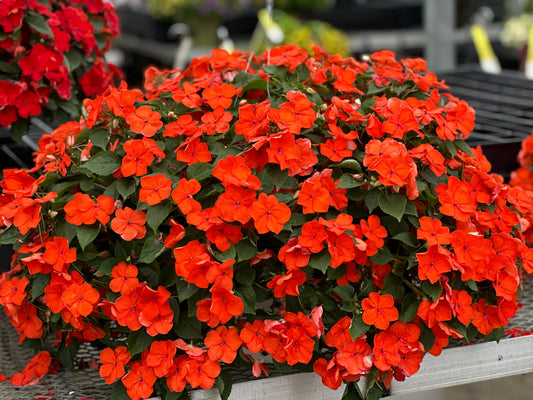 IMPATIENS BEACON ORANGE - 10'' HANGING BASKET