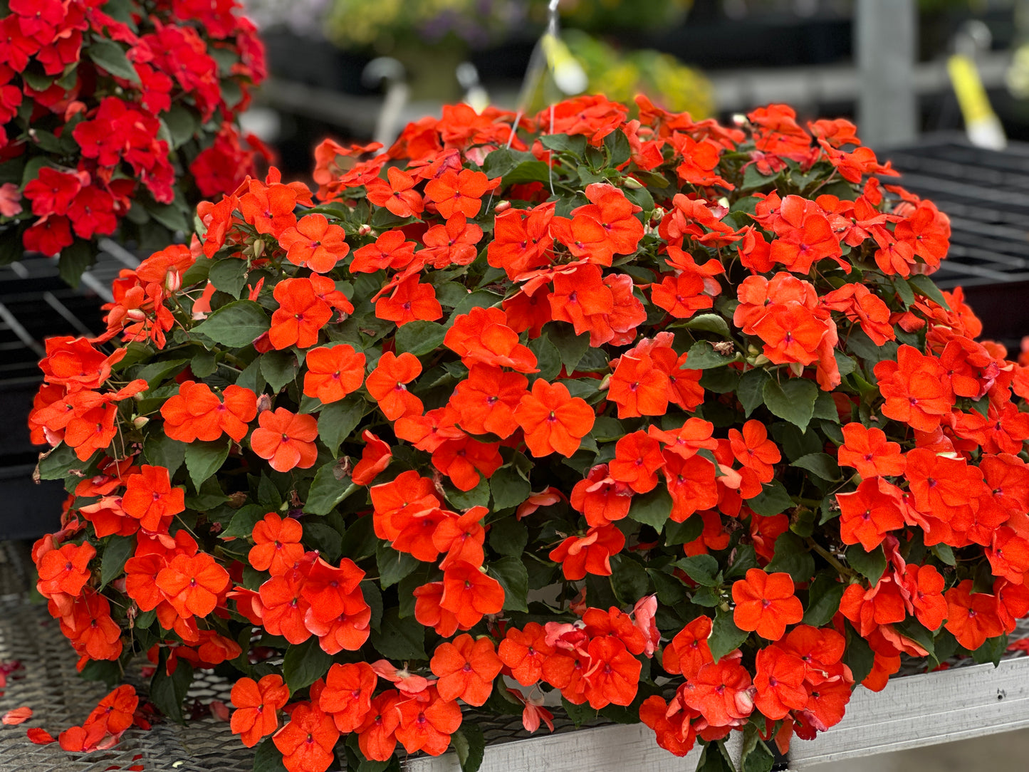 IMPATIENS BEACON ORANGE - 10'' HANGING BASKET