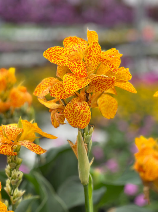 CANNA CANNOVA GOLD LEOPARD - QUART POT