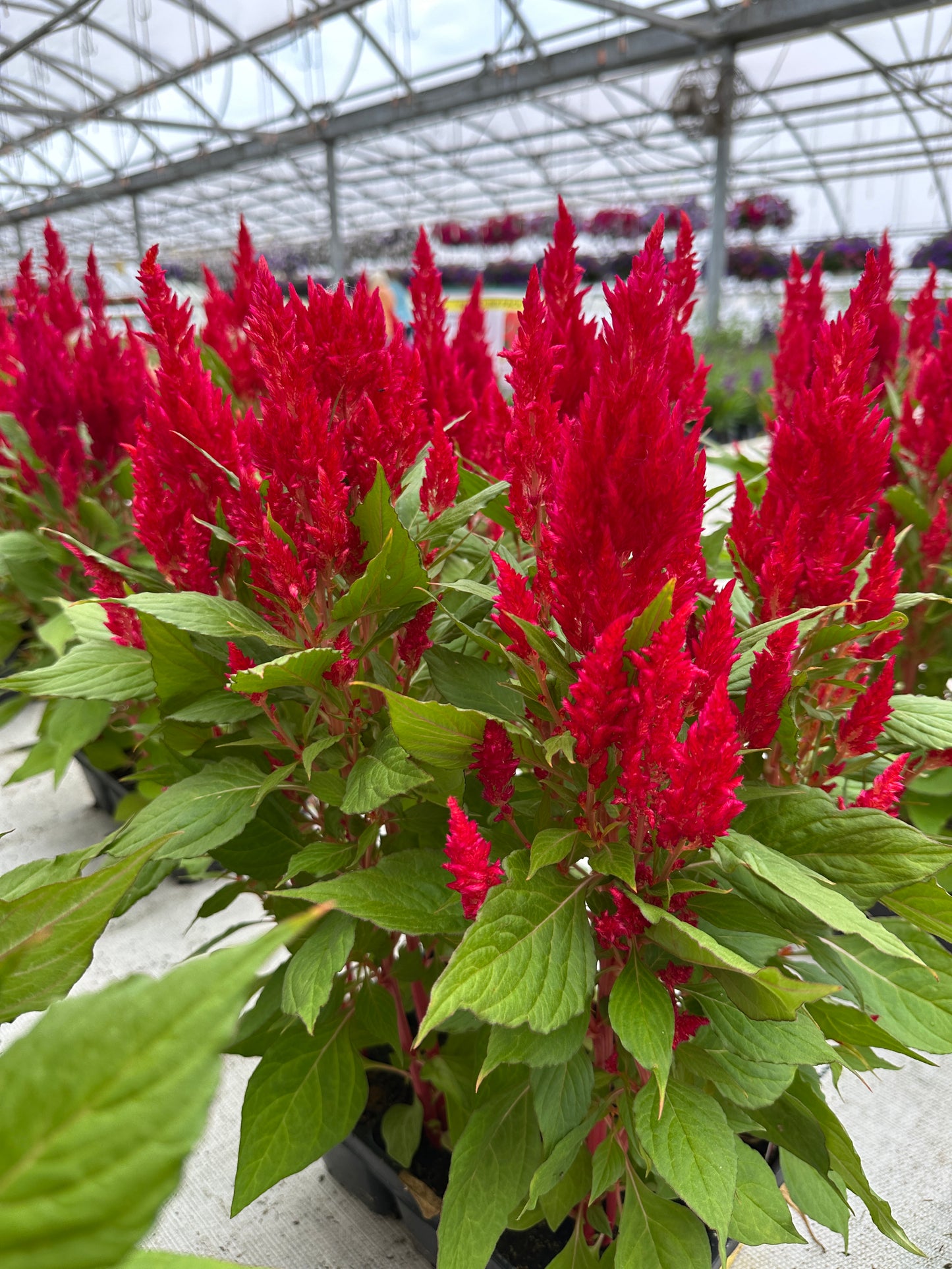 CELOSIA FRESH LOOK RED - JUMBO 6 PACK